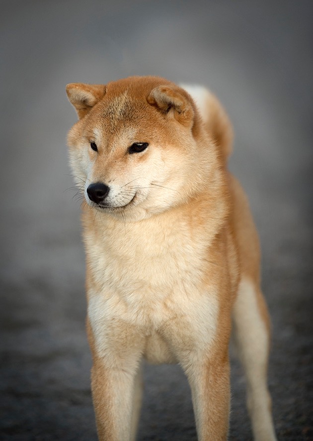 Shiba Joshi002