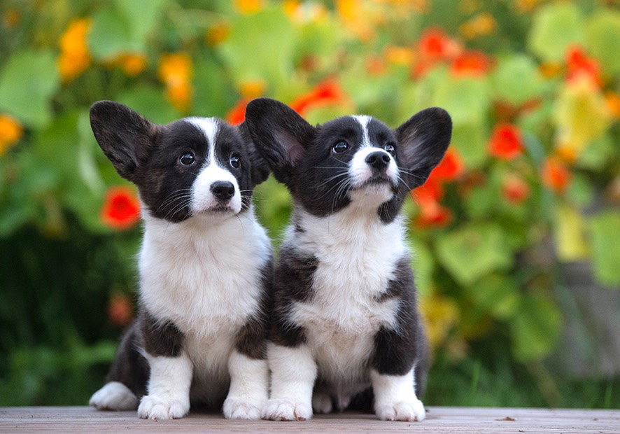 Welsh corgin pentuja 002