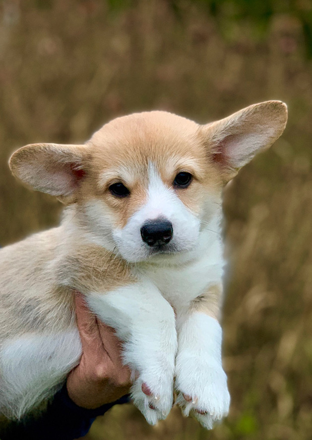 Welsh corgi pembroken pentu