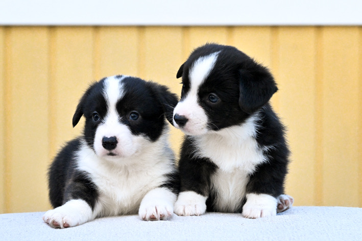 Myytävänä olevat welsh corgi pennut 2023