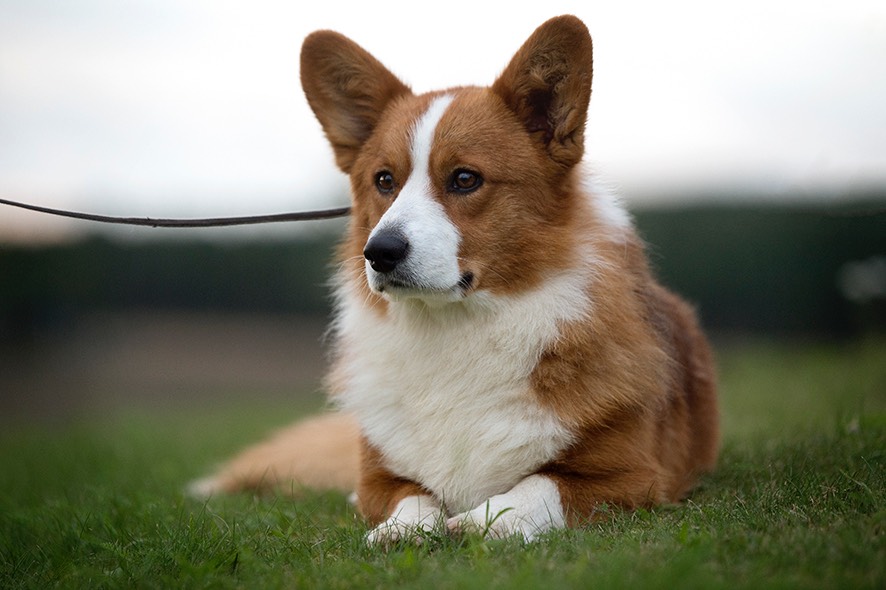 Welsh corgi cardigan Tony 004