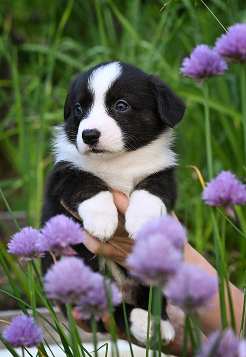 Ziestan welsh corgi cardigan pentu 2023